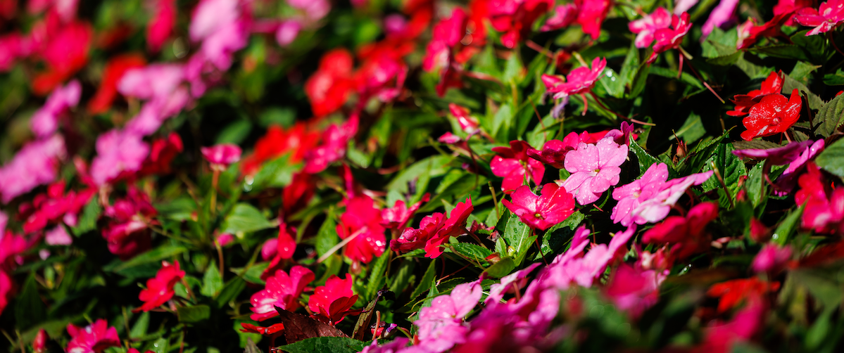 close up of pink flower bush