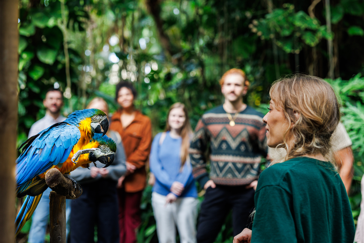 two parrots with their trainer and people onlooking