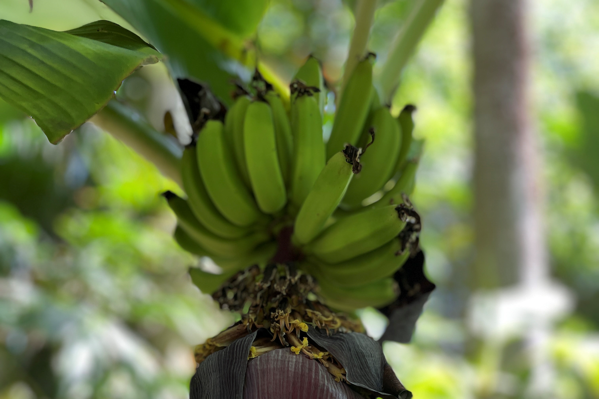 close up of bananas growing on a banana tree