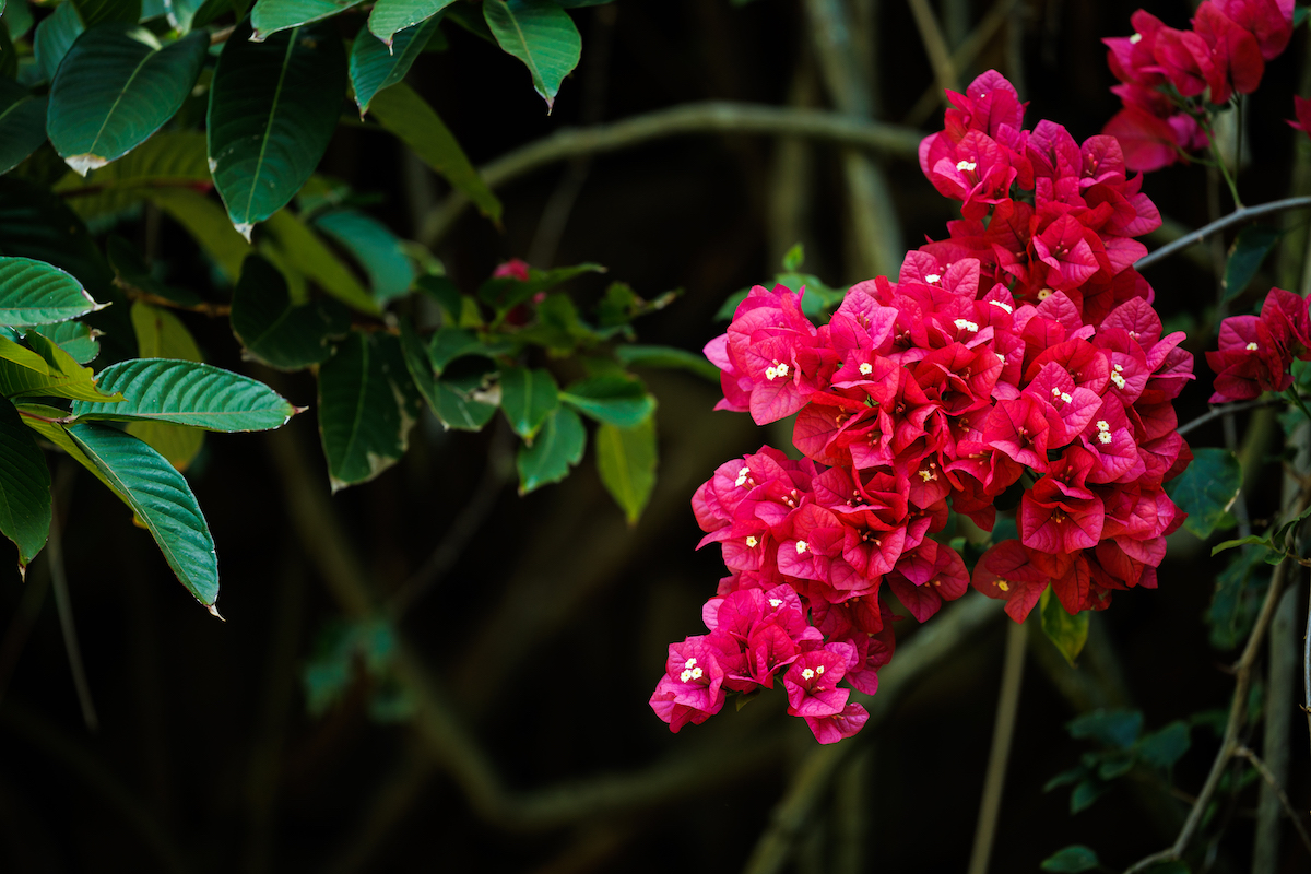 vibrant pink bougainvillea plant in the foreground of dark green bushes