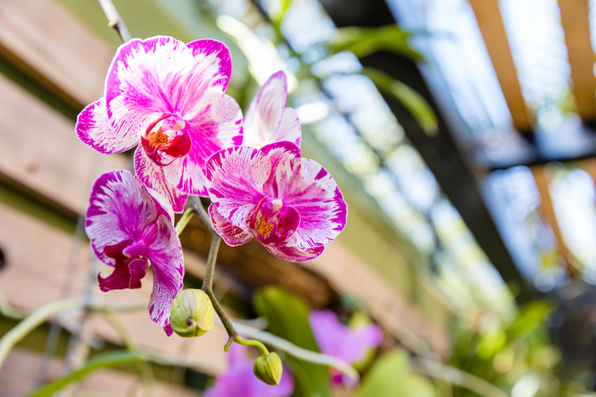 pink orchid with multiple blooms