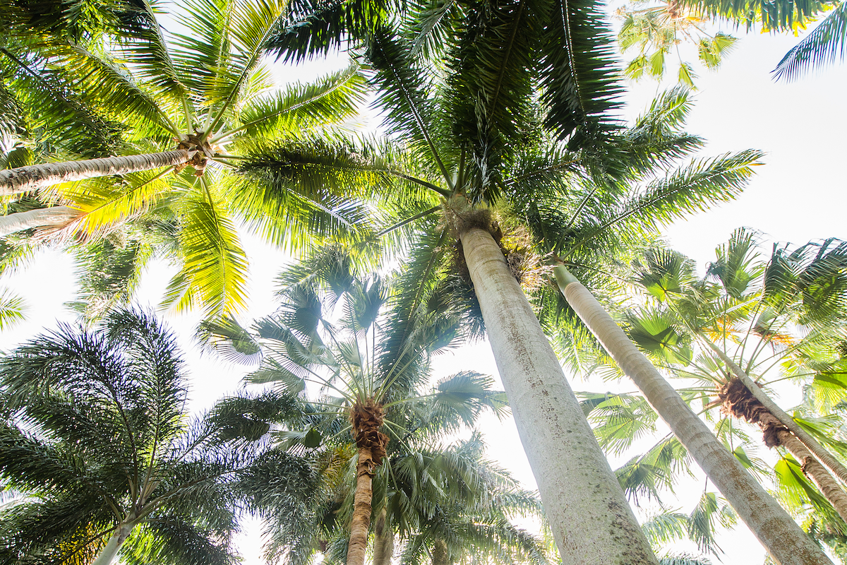 view looking up at tall royal palms