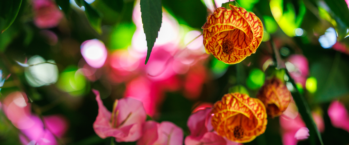 two yellow blooms from a flower in front of pink bougainvilla