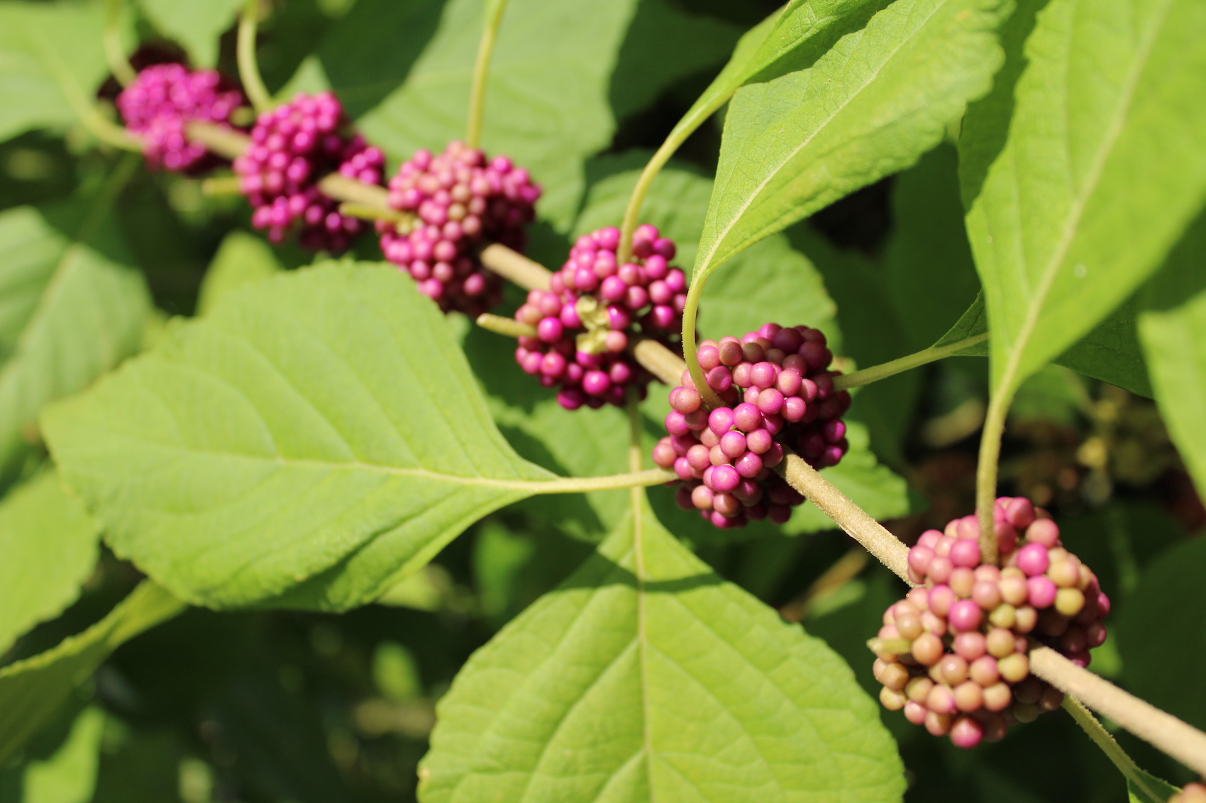 Close up of beauty berry plant