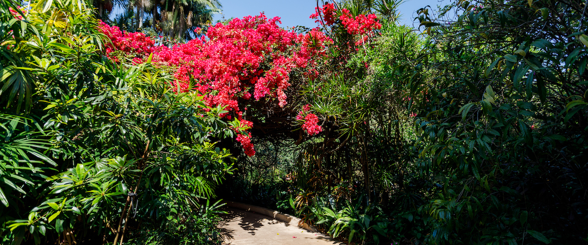 pathway with blooming bougainvillea arched over