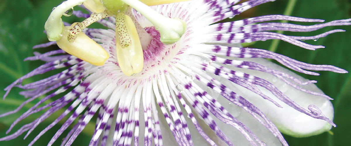close up of purple passionfruit flower