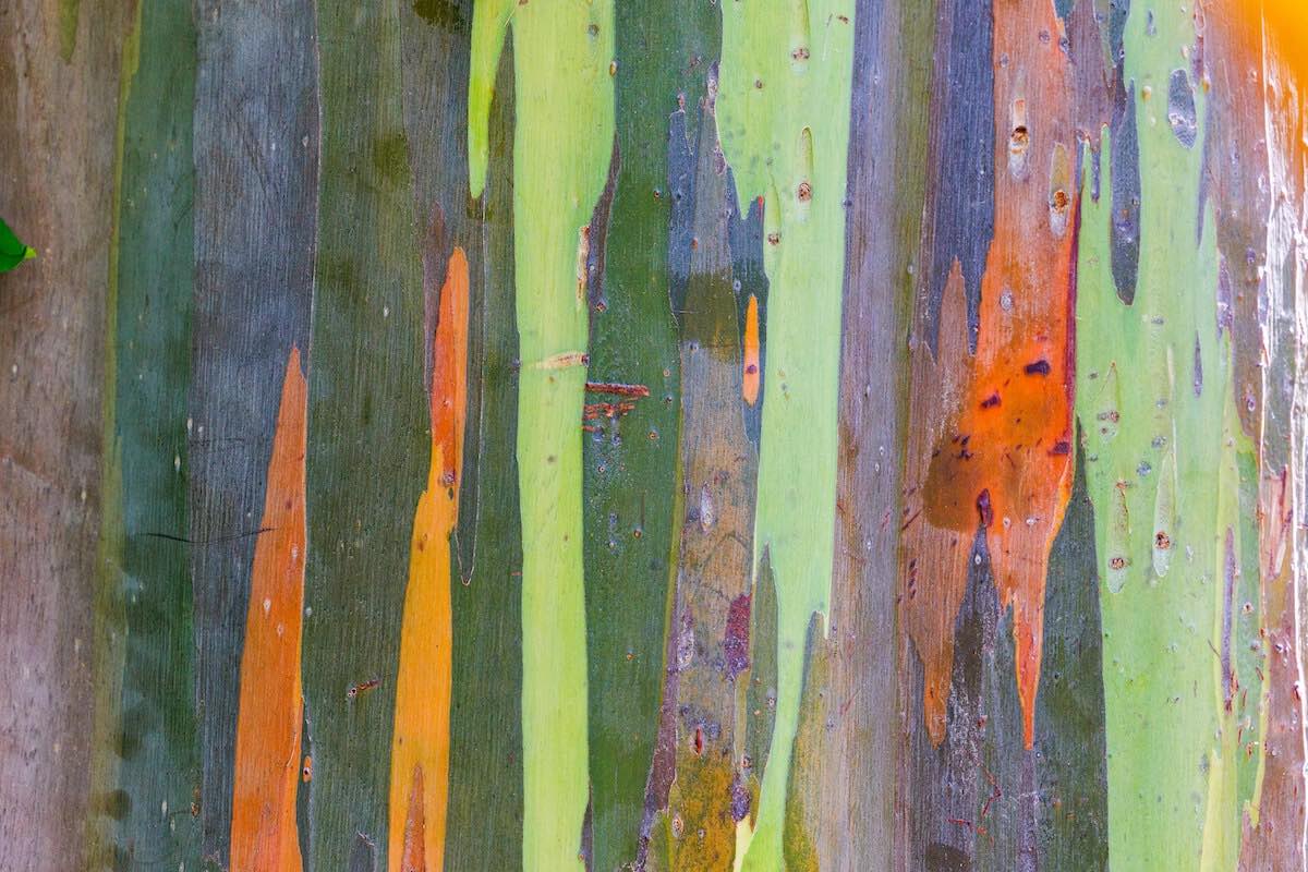 close up of rainbow eucalyptus tree