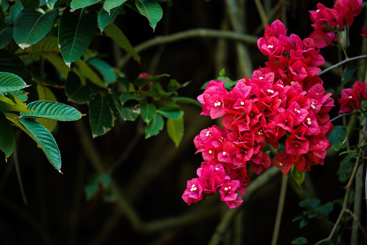 vibrant pink bougainvillea plant in the foreground of dark green bushes