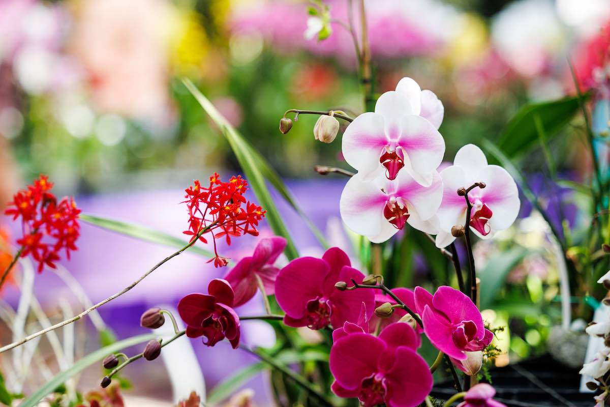 different kinds of orchids