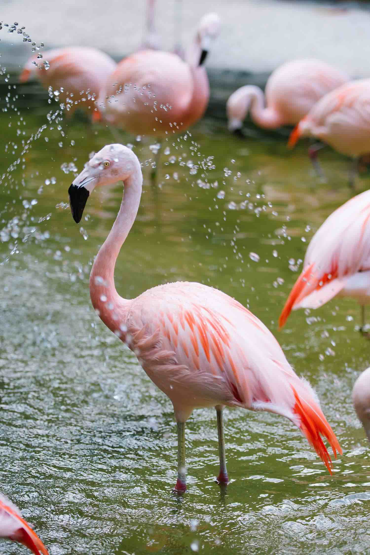 flamingo bathing in water