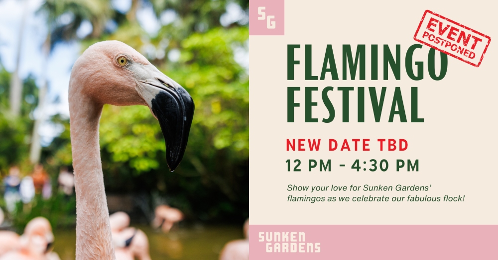 Graphic with flamingo photo and text announcing that Sunken Gardens' Flamingo Festival has been postponed. New Date TBD.