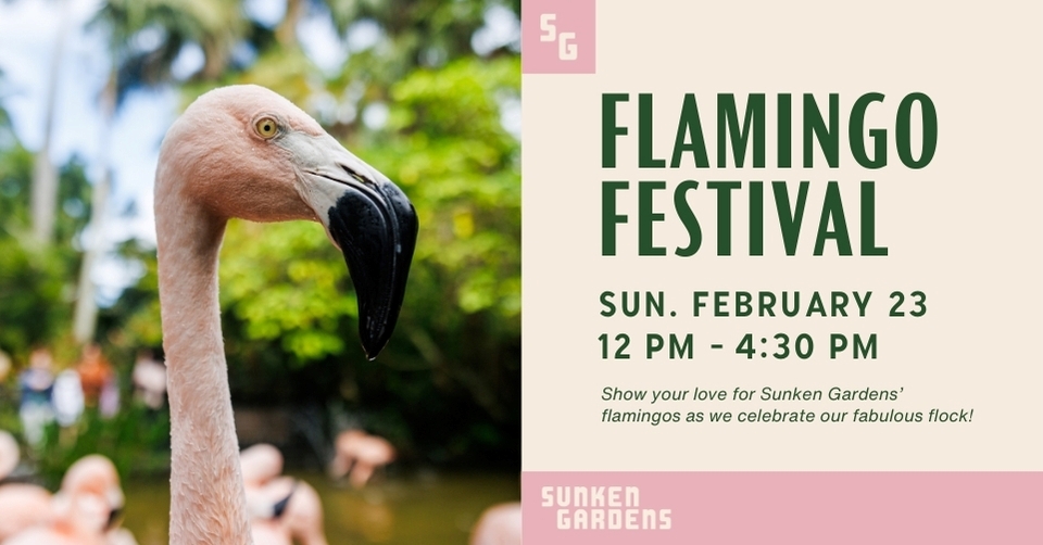 Graphic advertising Flamingo Festival at Sunken Gardens on Sunday, February 23 from 12 pm to 4:30 pm.