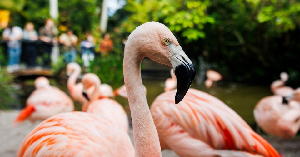 Up-close photo of Chilean flamingo at Sunken Gardens