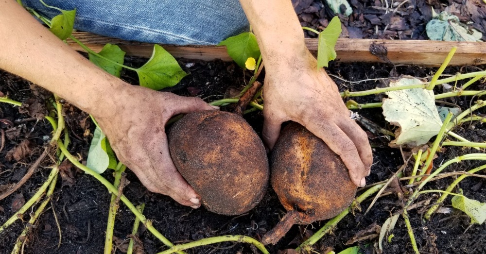 Up-close photo of hands holding root vegetables near garden bed
