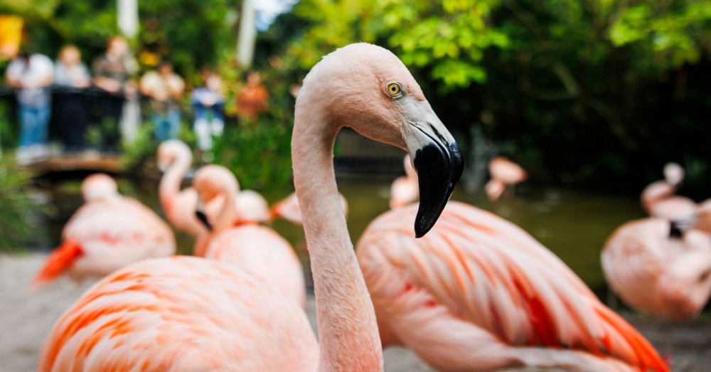 Up-close photo of a Chilean flamingo at Sunken Gardens