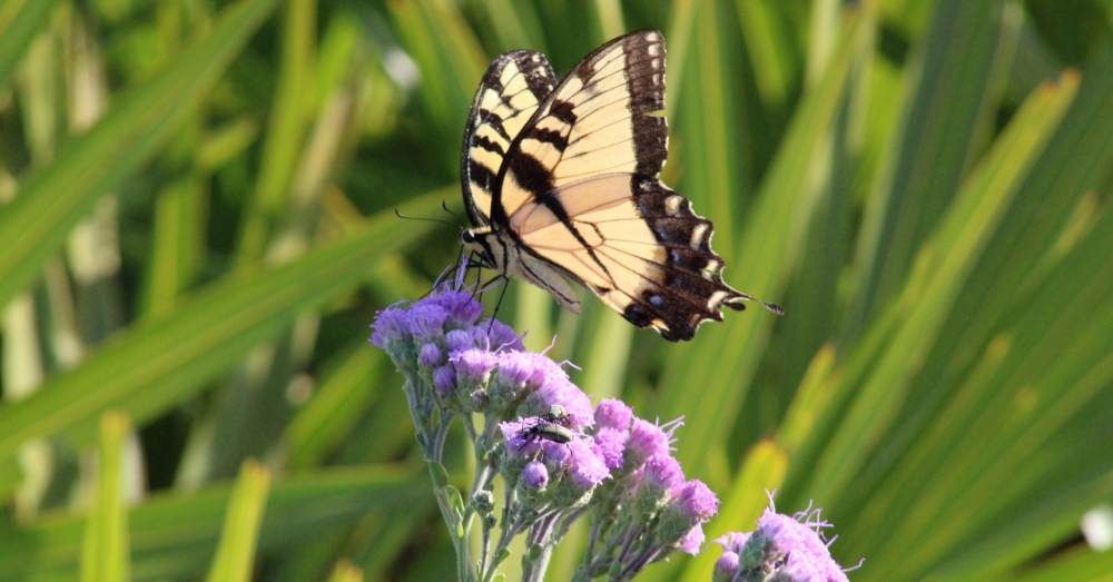 Butterfly perched on Florida native wildflower.
